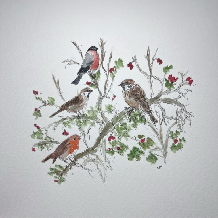 birds in the hedgerow singing, Rachel Stocker